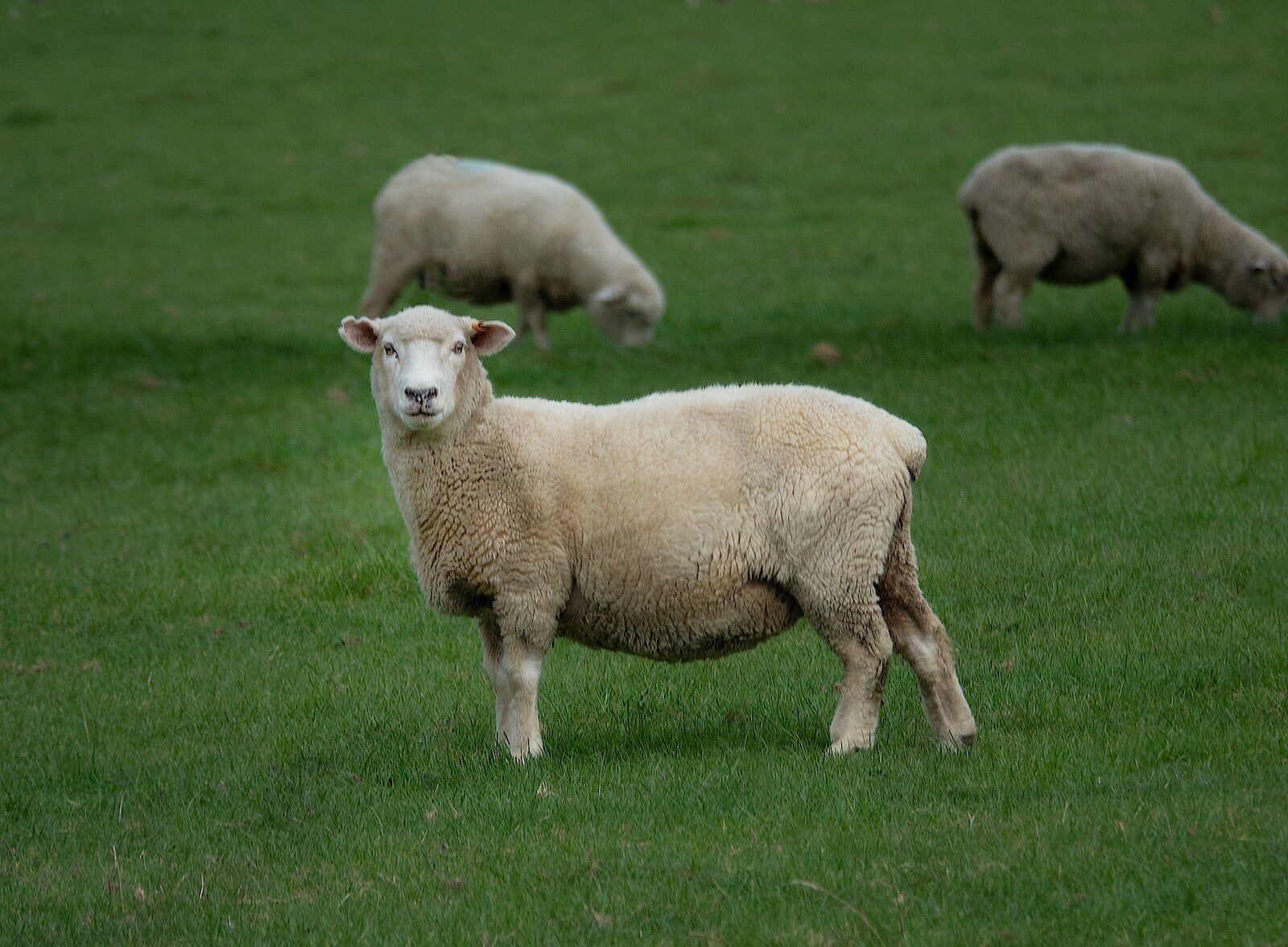 The Lord Is My Shepherd
