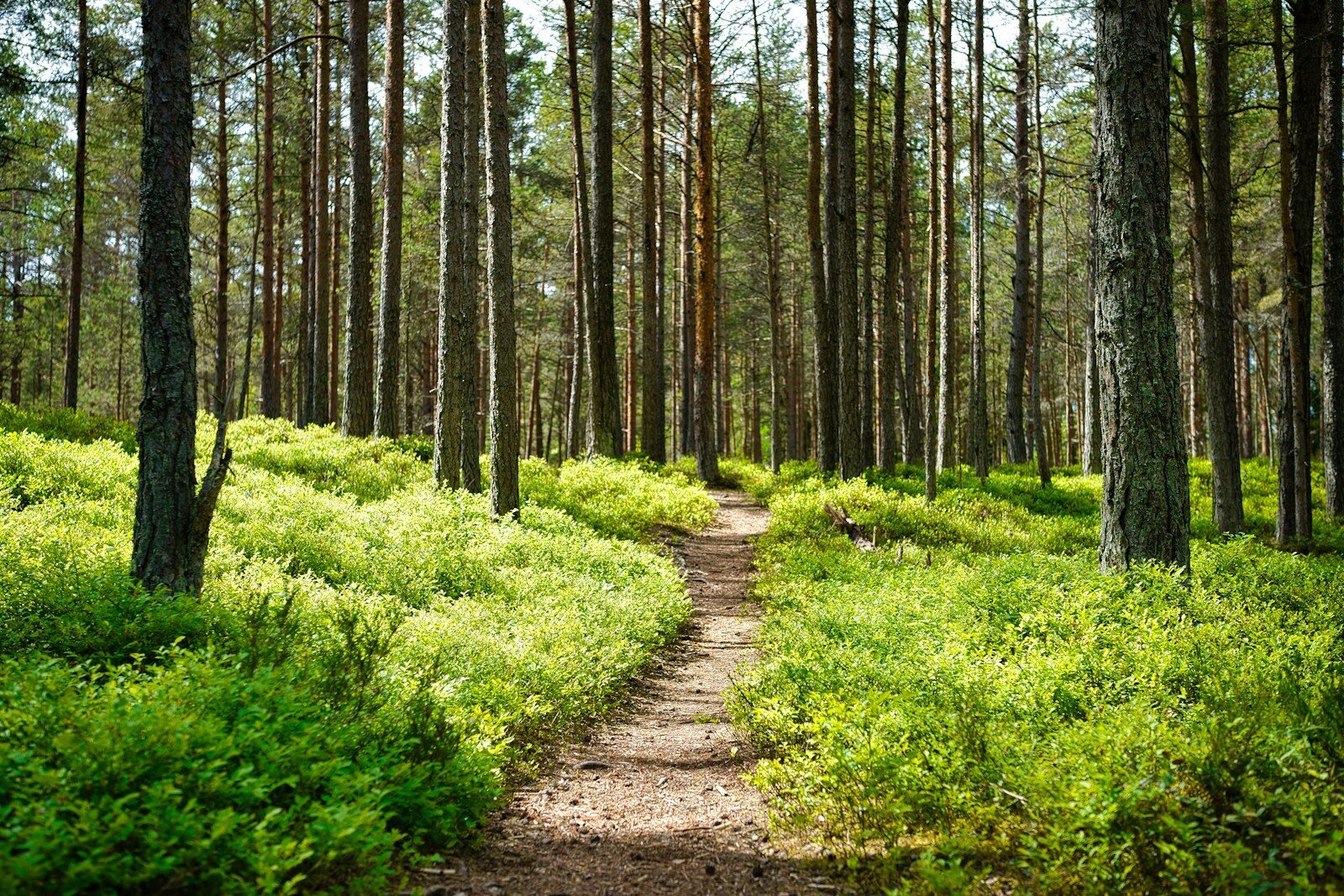 The Gift of Free Will
