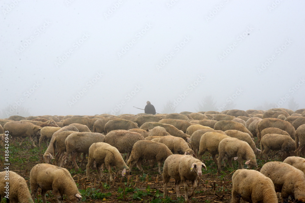 me a my sheeps, lonely shepherd with his sheeps in a misty landscape