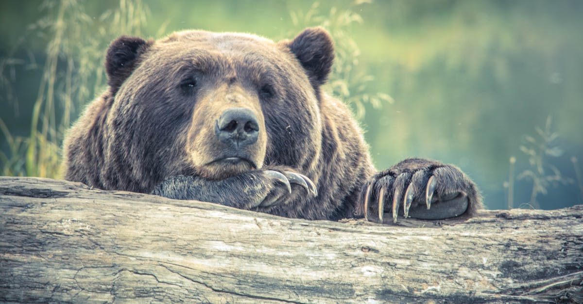 When the Bear Is Closing In