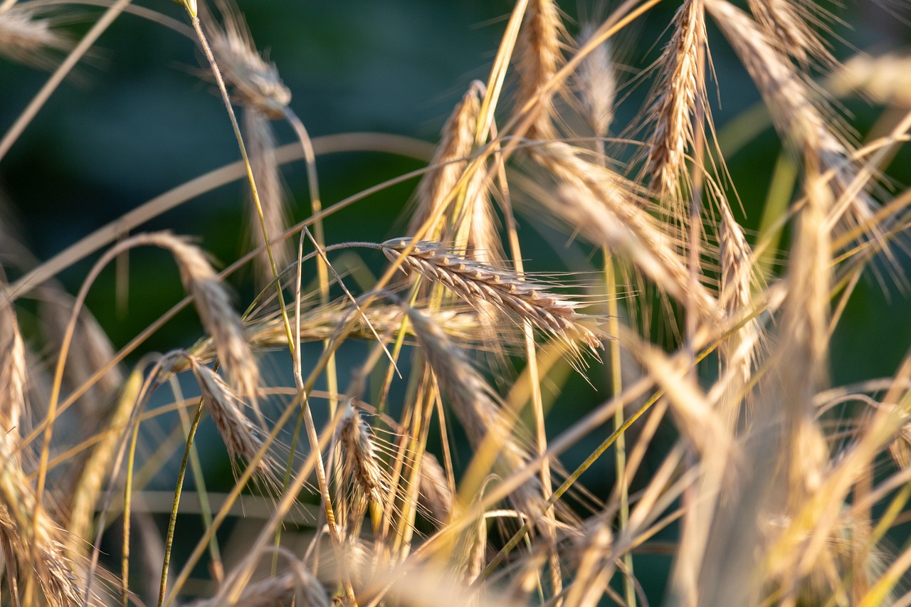 Don’t Quit Before the Harvest
